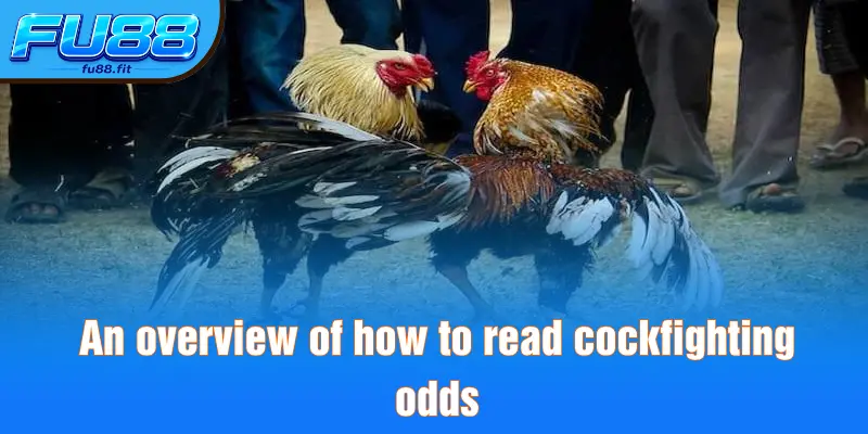 An overview of how to read cockfighting odds