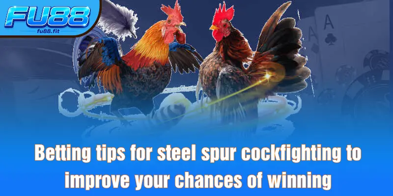Betting tips for steel spur cockfighting to improve your chances of winning