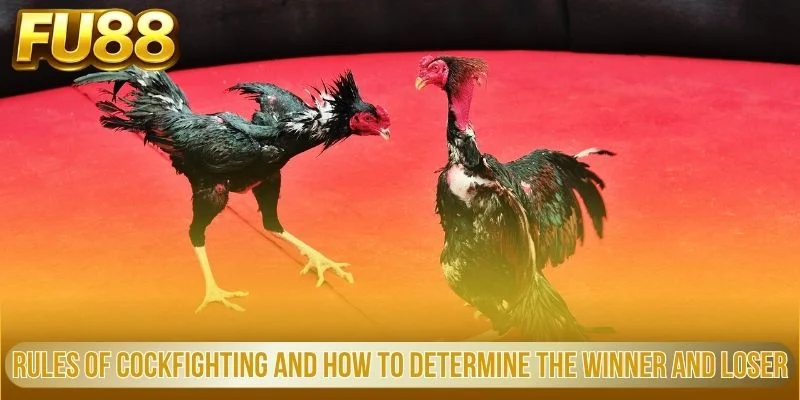 Rules of cockfighting and how to determine the winner and loser