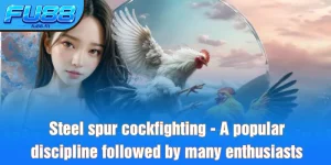 steel-spur cockfighting a popular discipline followed by many enthusiasts