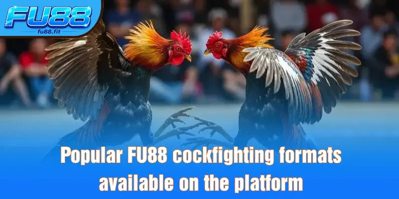 Popular FU88 cockfighting formats available on the platform